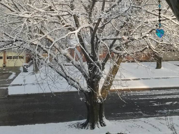 The view from Denise Wally's window features a red oak tree, shown here covered in snow after an April snow event.