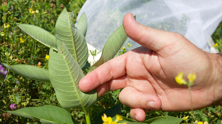 Steve Spomer searches for butterfly eggs on the underside of a milkweed leaf in an East Campus garden.