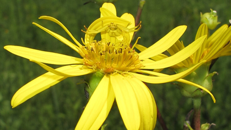 Formerly white, a crab spider has changed color to yellow to blend into this flower.