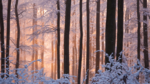 Nebraska Statewide Arboretum to host Winter Solstice hikes 