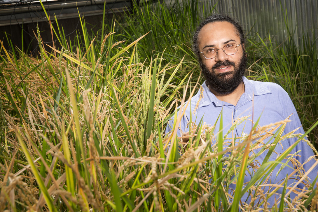 Harkamal Walia, a plant molecular physiologist, is part of a research team that received $2 million from the National Science Foundation to look for salt-tolerant rice genes.