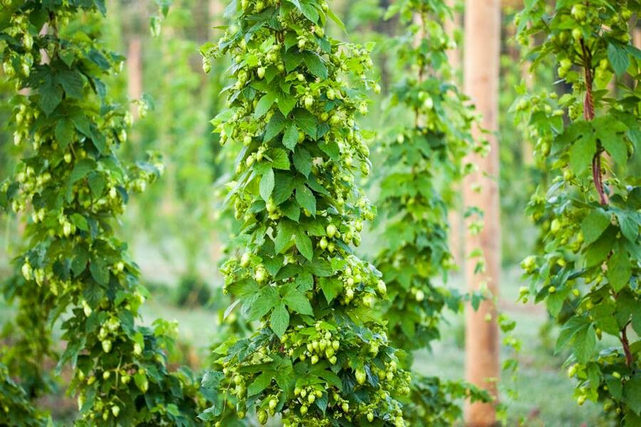 Hop bines growing at Midwest Hop Producers' hops yard in Plattsmouth. A hops workshop will be held at the growing site on July 22.