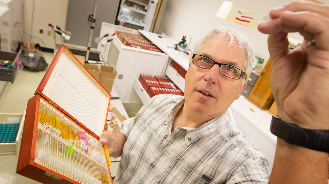 Scott Gardner holds up a parasite preserved on a slide in the Manter Laboratory of Parasitology. Gardner led a team that discovered four new species of tuco-tucos while studying parasites in Bolivia. Tuco-tucos are a South American rodent, about 24 inches long that live in Bolivia.