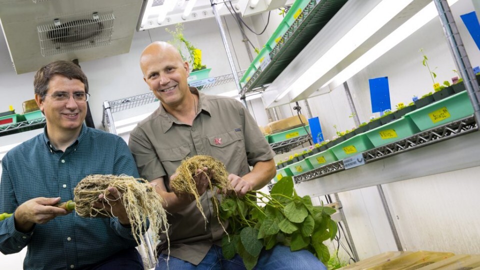 In June, Edgar Cahoon (left) and James Alfano began work on a $20 million project to study root and soil microbe interactions and improve crop productivity.