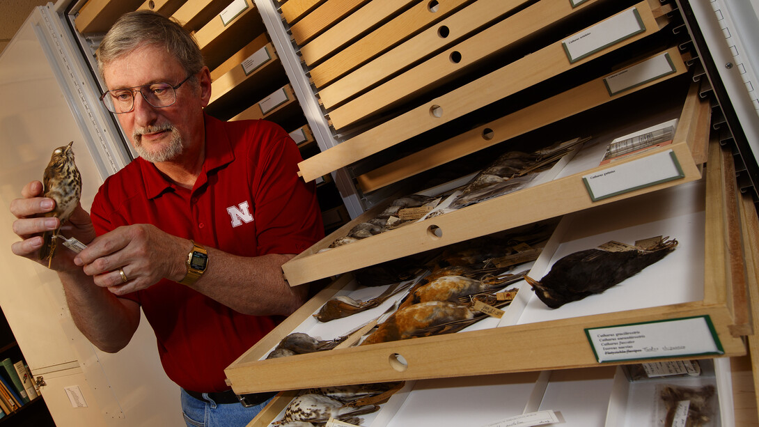 Robert Zink examines a bird specimen in the collections of the University of Nebraska State Museum. Zink, professor in the schools of natural resources and of biological sciences and curator of zoology, is co-author of a paper showing that zoologists have significantly underestimated the number of living bird species.
