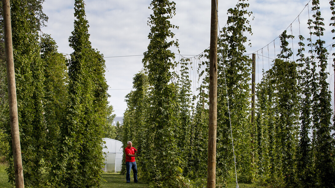 Stacy Adams examines hops on bines growing on Nebraska's East Campus.