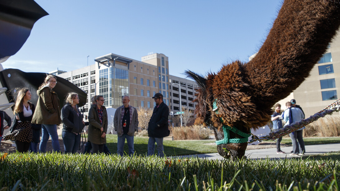 Mahogany the alpaca munches some roughage near "Torn Notebook" as costume design students observe the animal for a class project.