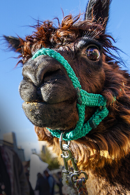 Mahogany the alpaca