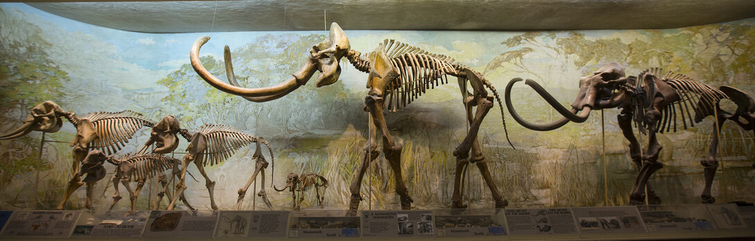The University of Nebraska State Museum's Elephant Hall highlights the differences in current elephants (left) and mammoths (middle and right). Pictured (from left) is an African elephant; an Asian elephant with a juvenile; dwarf mammoth; Archie, a Columbian mammoth; and a Jefferson mammoth.