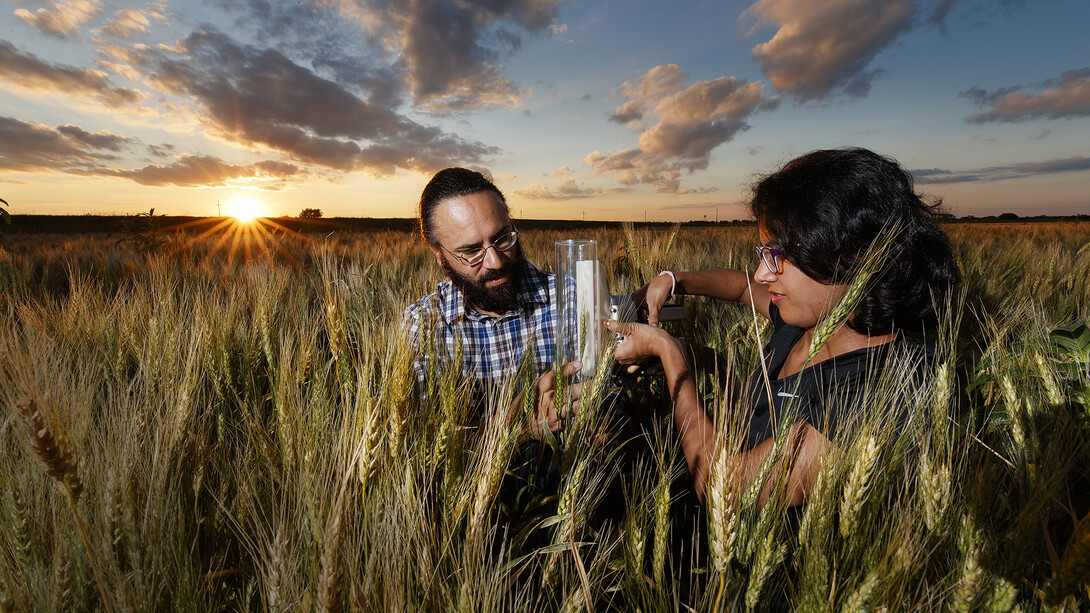 Harkamal Walia, associate professor of agronomy and horticulture, and Jaspreet-Kaur Sandhu, graduate research assistant, measure the carbon being expired by a head of wheat.  Walia's research involves measuring the amount of energy a plant uses at night and the relationship how increasing temperatures forces plants to spend less energy producing grain.  