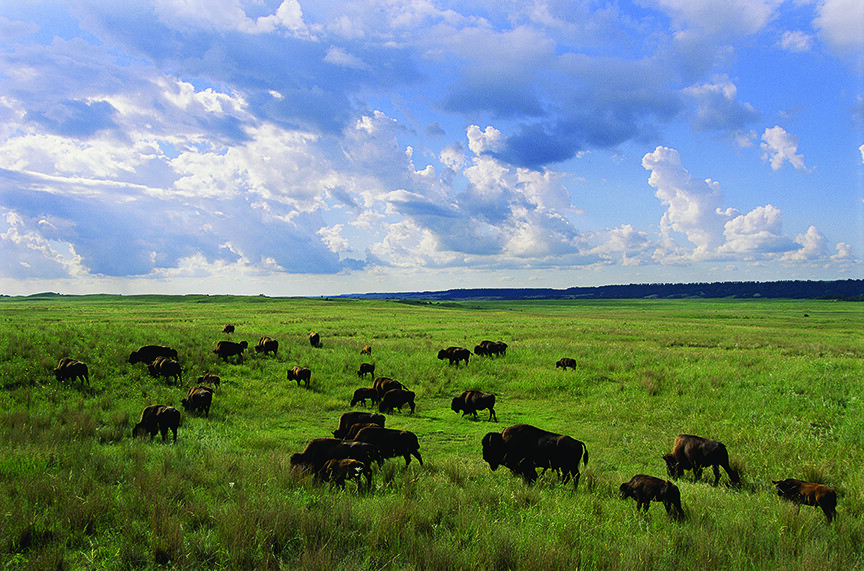 Bison roam the Sandhills in this photo that appears in the new publication, "The Nebraska Sandhills."
