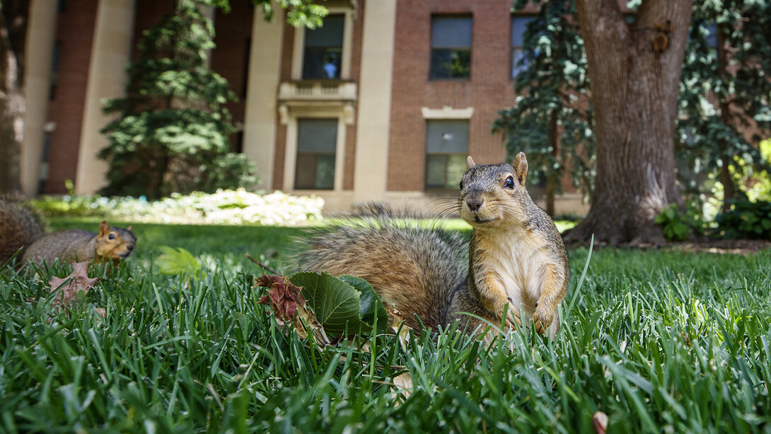 Campus squirrels seem to be anticipating the return of students, faculty and staff on campus for the fall semester.