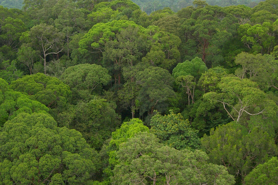 A Bornean rain forest with massive trees. A study coauthored by UNL's Sabrina Russo reports that trees never stop growing and that the growth rate accelerates as trees age.