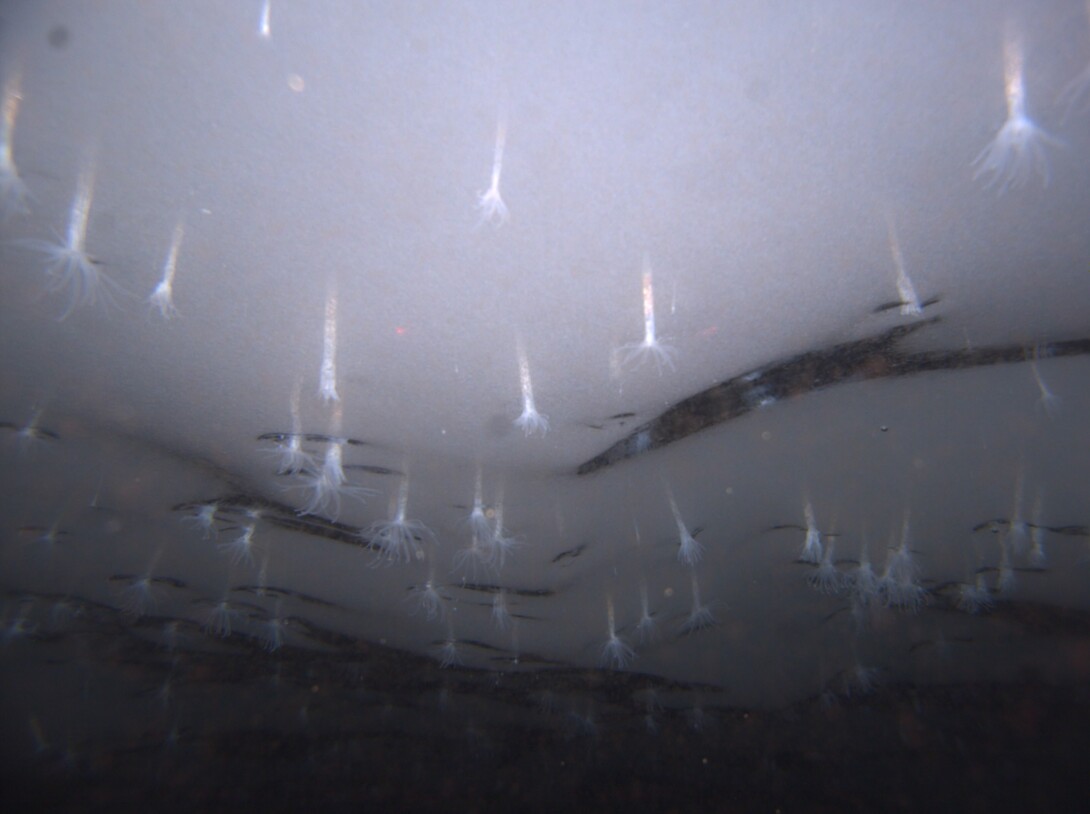 In an underwater image captured by the robot, Edwardsiella andrillae anemones protrude from the bottom surface of the Ross Ice Shelf. They glow in the camera's light. For purposes of scale, the two red dots in the image measure 10 centimeters apart.