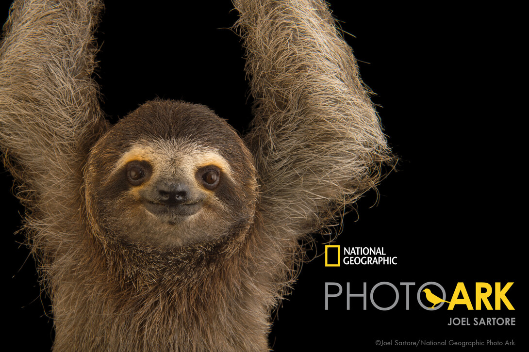A brown-throated three-toed sloth (Bradypus variegatus)