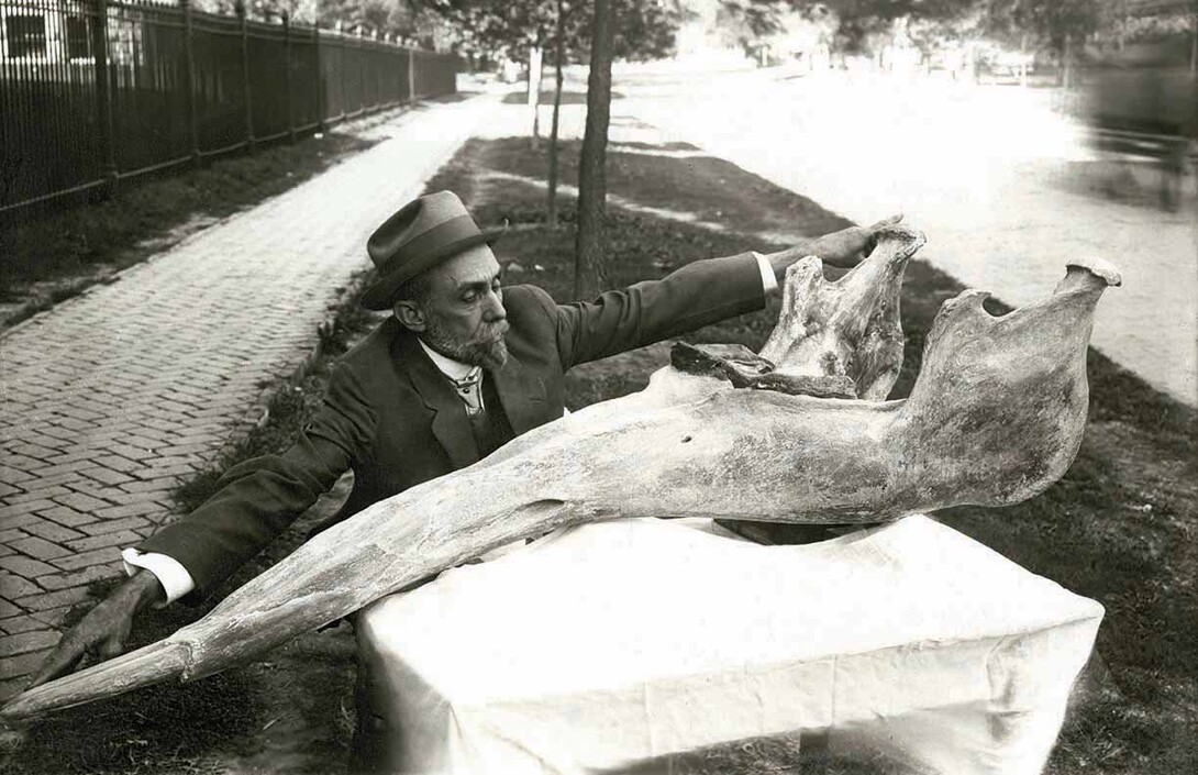 University of Nebraska paleontologist E.H. Barbour informally measures a gomphothere specimen. This photo will be part of the exhibition "Lost World of E.H. Barbour: Renaissance Man on the Plains," opening June 3 in Love Library South.