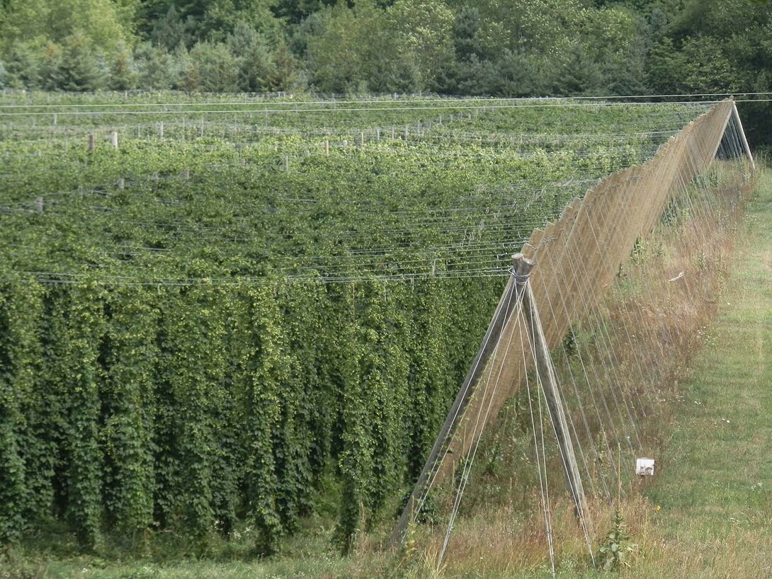 A free seminar on hops production will take place from 4 to 6 p.m. June 30 in 150 Keim Hall on UNL's East Campus.