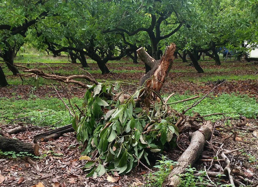 This avocado tree was cut down after being infected by laurel wilt disease, which has been killing avocado trees in the southeastern United States for almost 15 years. The fungus Raffaelea lauricola, which is transmitted by the redbay ambrosia beetle, causes the disease.