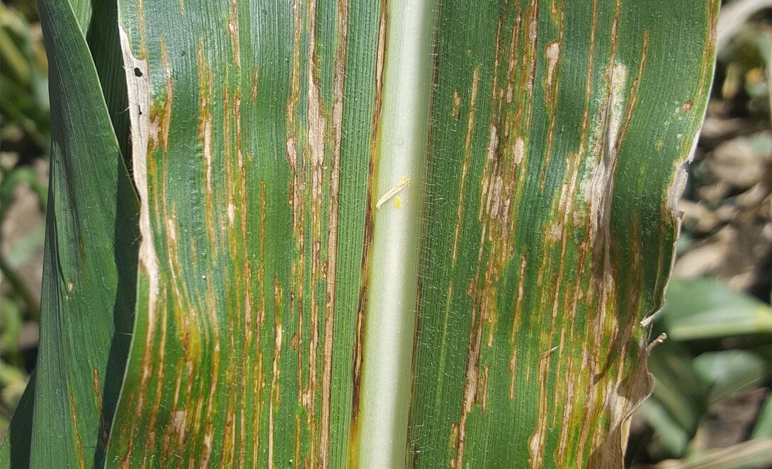 Bacterial leaf streak of corn has been confirmed in Nebraska.