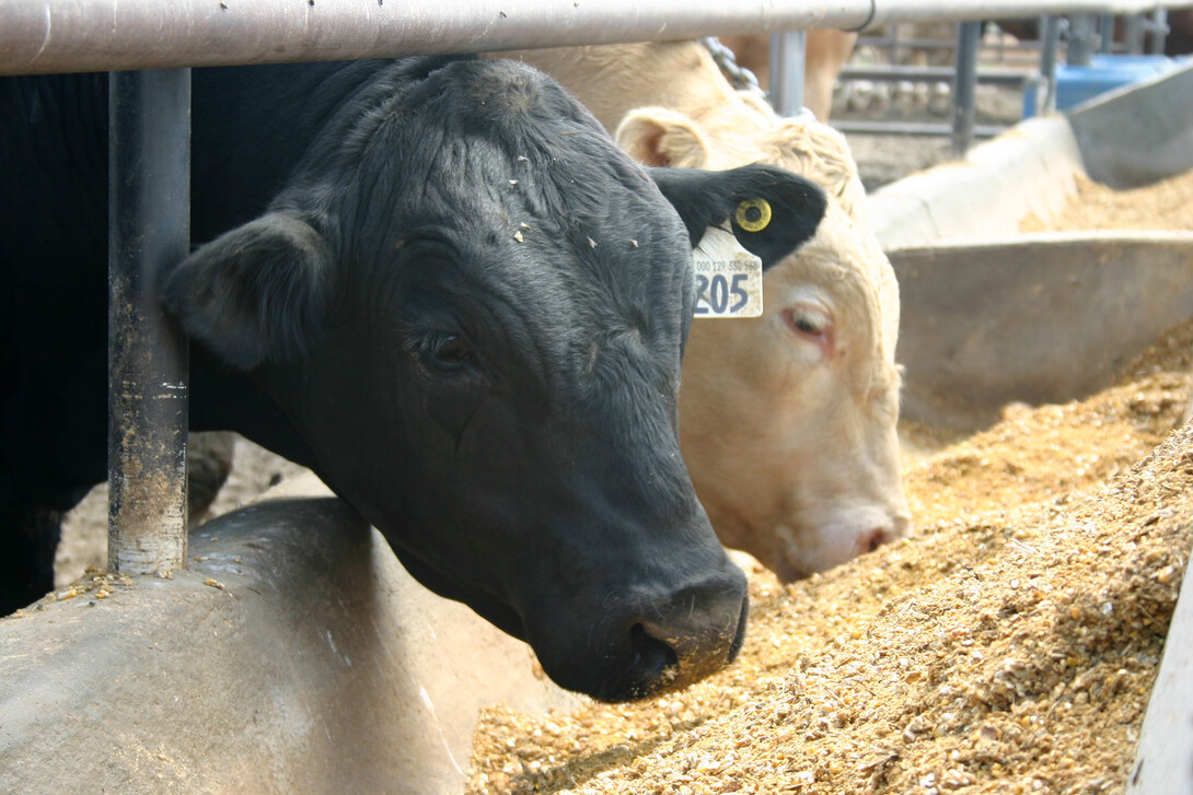 Nebraska beef cattle producers are encouraged to begin preparing for the Jan. 1, 2017, implementation of the Veterinary Feed Directive regulations.