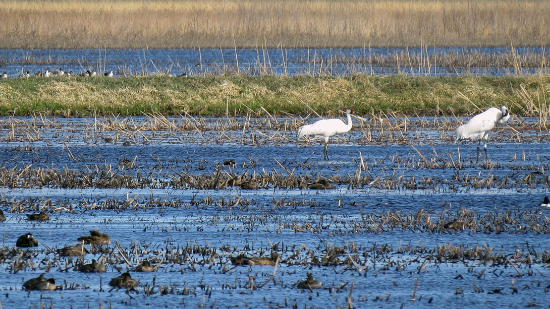 Cutline: Whooping cranes feast in a field near Kearney during their spring migration in 2016. The bird at right wears a green band, signaling he has been tagged and is being tracked by researchers in the United States.