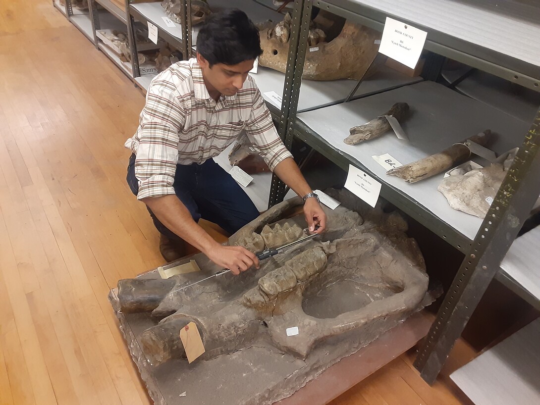 Dr. Advait Jukar with the Smithsonian Intitution's National Museum of Natural History measures the teeth of a mastodon fossil in the University of Nebraska State Museum's fossil collection kept at Nebraska Hall. 