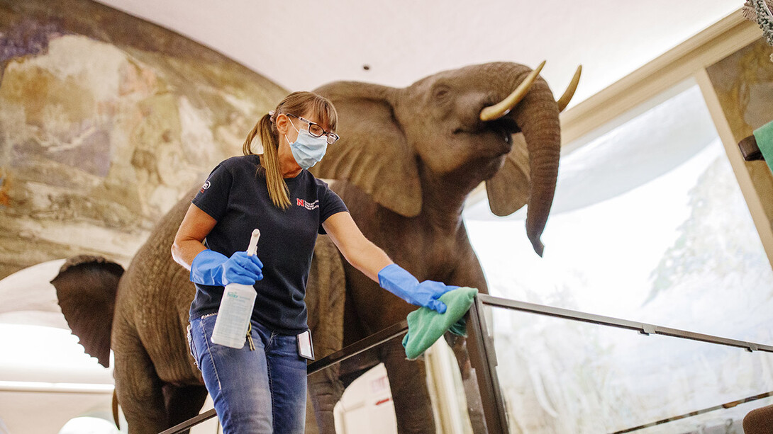 Crystal Kirschbaum sanitizes an exhibit railing under the watchful eye of a male African elephant. Morrill Hall will reopen Aug. 5 with new procedures to keep patrons healthy and safe.