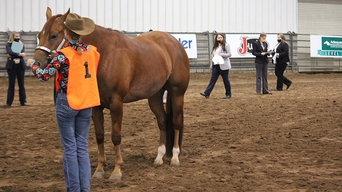 University of Nebraska–Lincoln Horse Judging Team members judge a horse at the American Quarter Horse Association World Show contest.