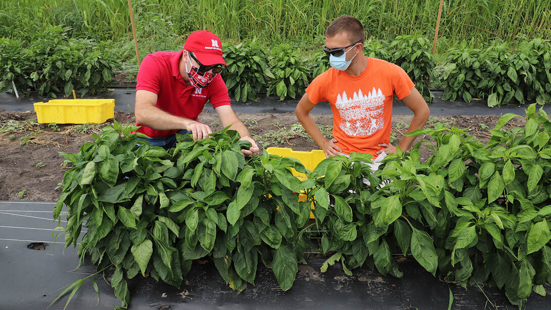 Sam Wortman (left), associate professor of agronomy and horticulture, and Caleb Wehrbein, a senior plant biology major, harvest peppers to evaluate their quality in an on-campus variety trial that carried on during the pandemic.