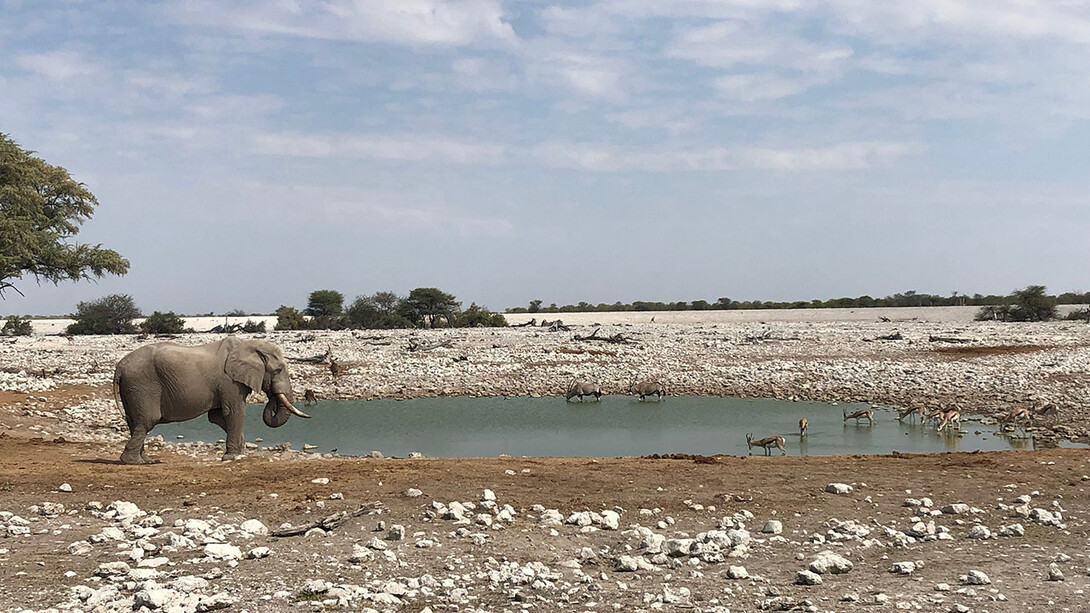 Former Gilman Scholar Lexy Polivanov captured the activity at a watering hole in Namibia during her education abroad program in summer 2019.
