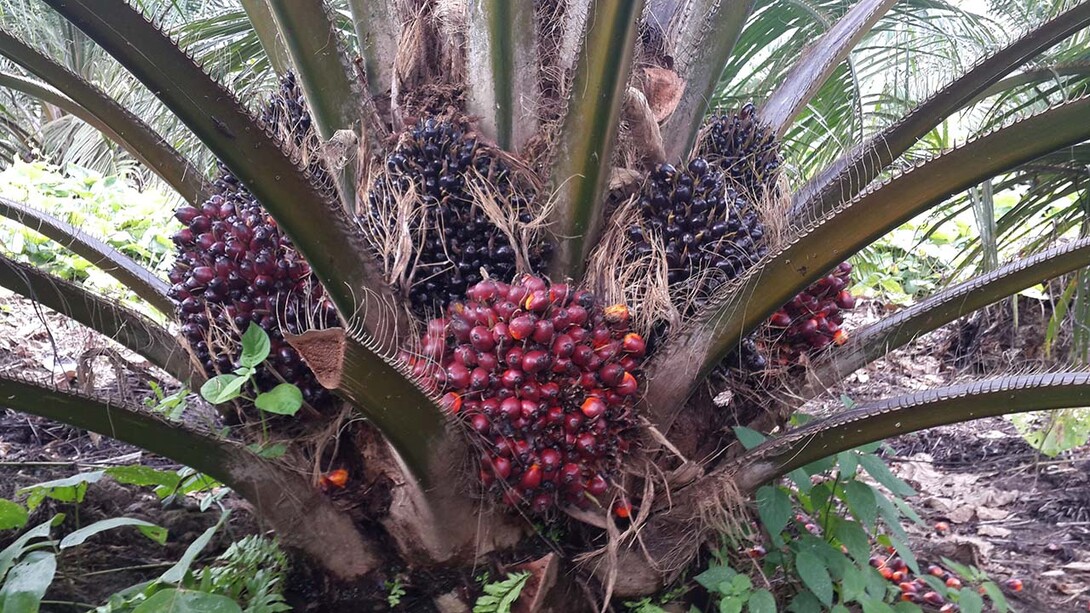 Bunches in an oil palm plantation in Indonesia. It takes about 38 weeks from initiation until bunches are ready to be harvested.