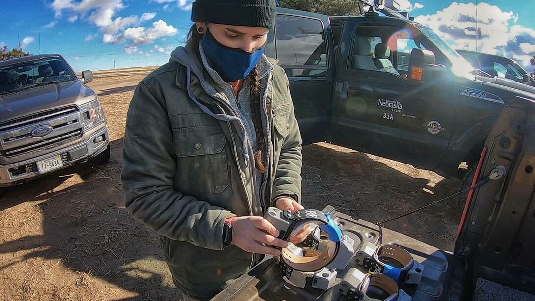 School of Natural Resources graduate student Katie Piecora readies a GPS radio collar. Piecora will analyze information transmitted by the collars to track the movements of 80 pronghorn across the Nebraska Panhandle, where most of the state’s estimated 8,000 pronghorn can be found.