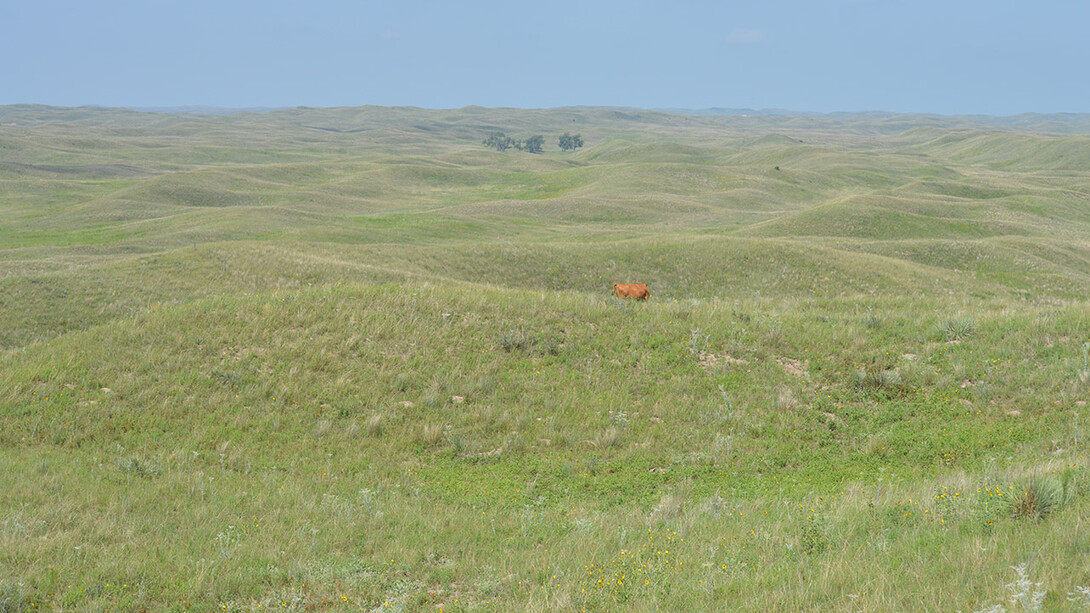 Cow grazing on Sandhills grasses