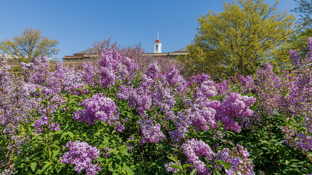  A purple flowering bush with Love Library in the background.