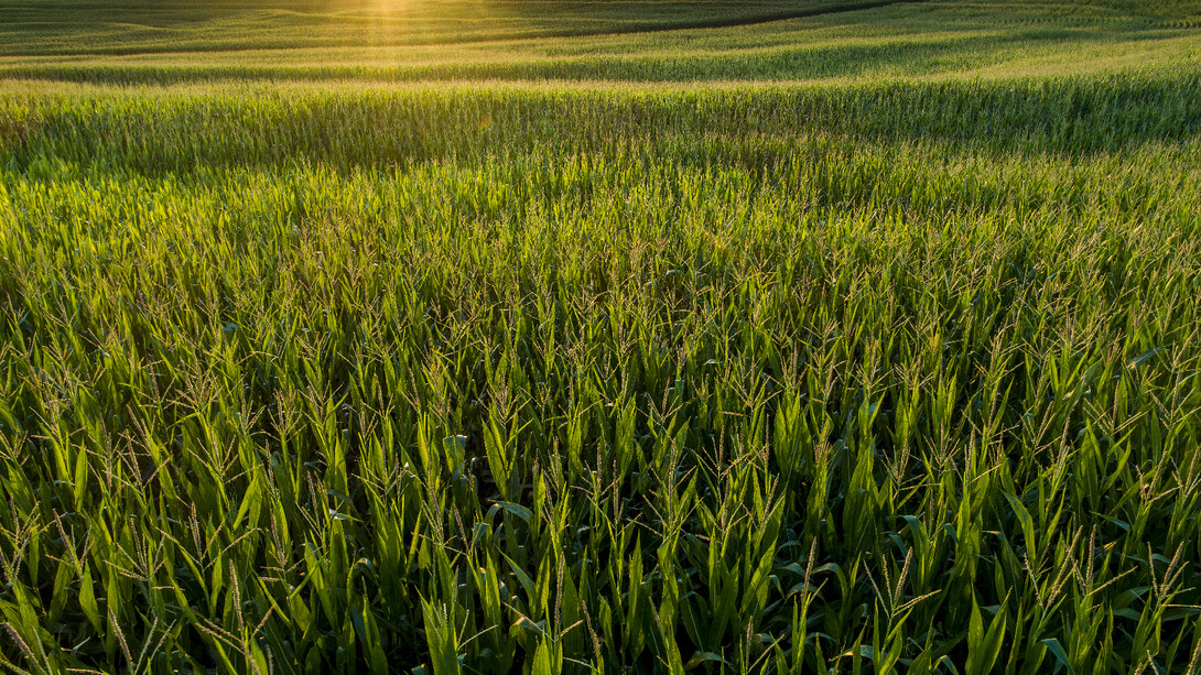 Sunshine on cornfield