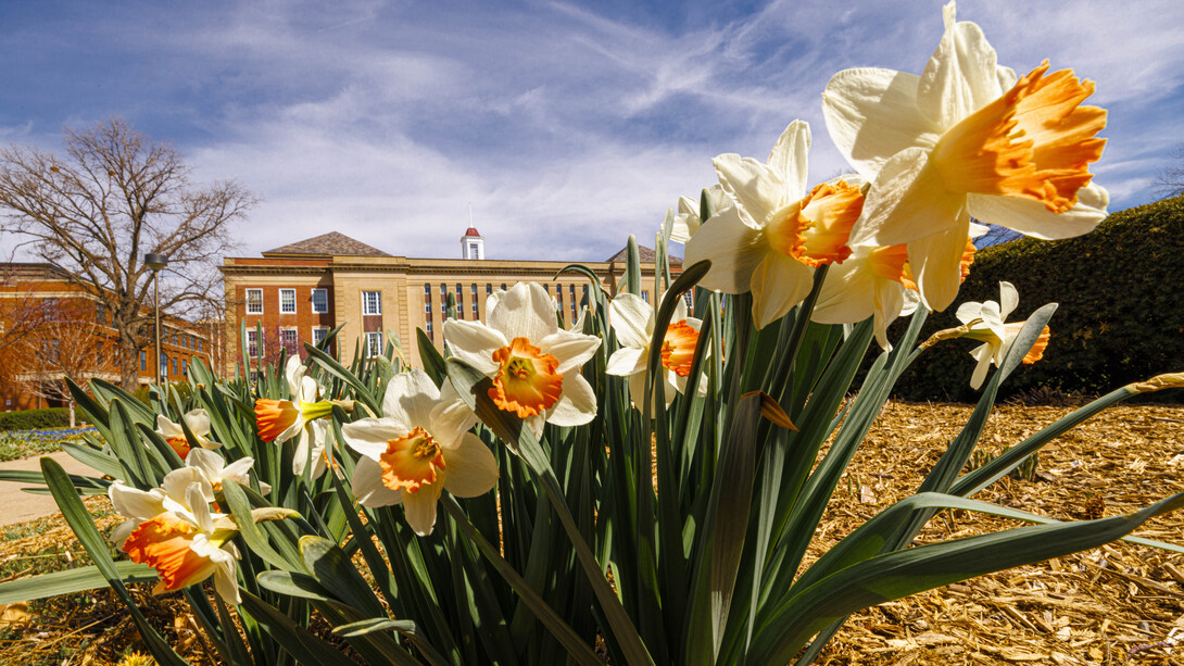 White and yellow flowers, with the south side of Love Library in the background