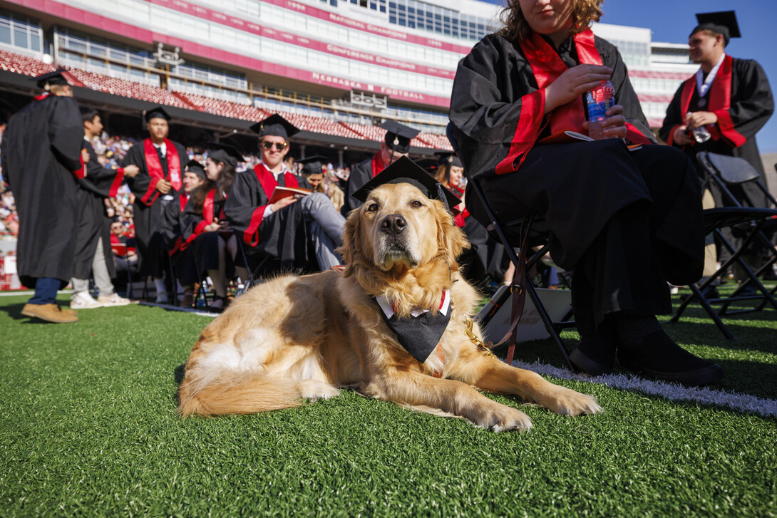 A brown guide dog wears a mortar board and bowtie.