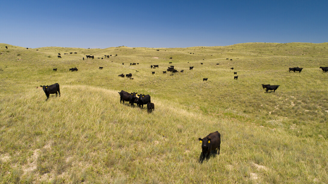 Cattle graze on the Sandhills at Gudmundsen Ranch near Whitman, Nebraska.