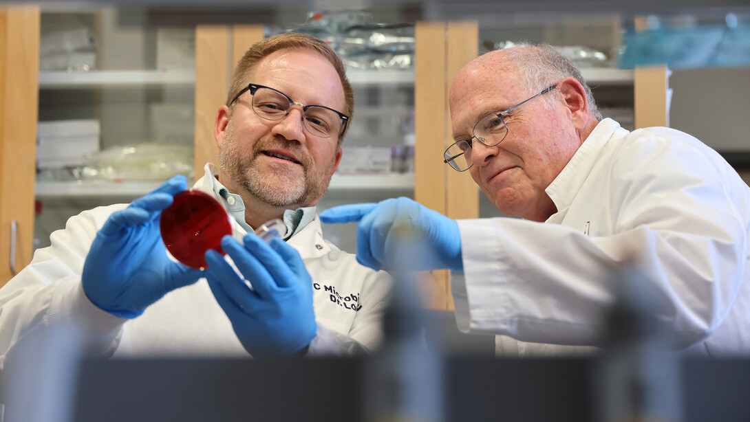 Dustin Loy (left) and Scott McVey examine bacterial culture from a calf with pink eye on a blood auger plate in a lab in the Nebraska Veterinary Diagnostic Center.