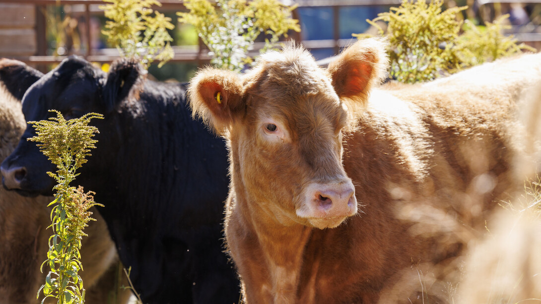 A black cow and a brown cow.