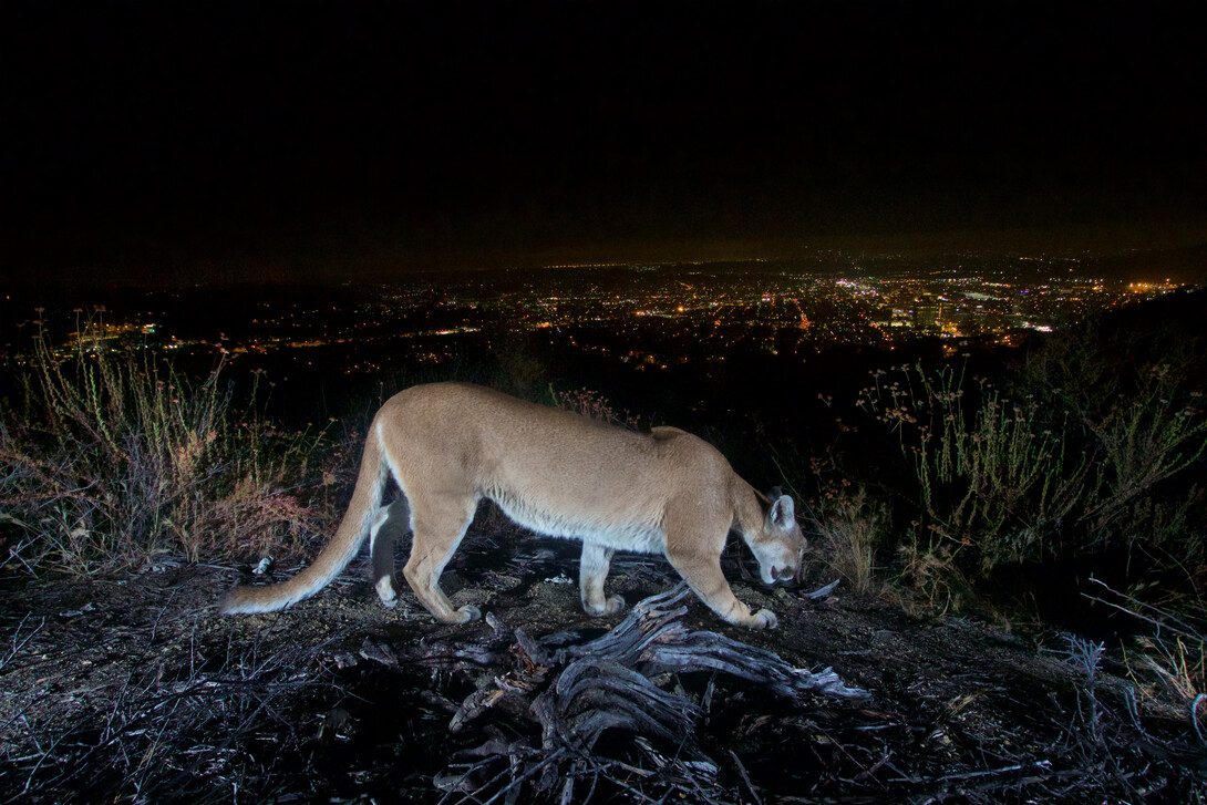 A mountain lion prowls on a hillside overlooking a city at night.
