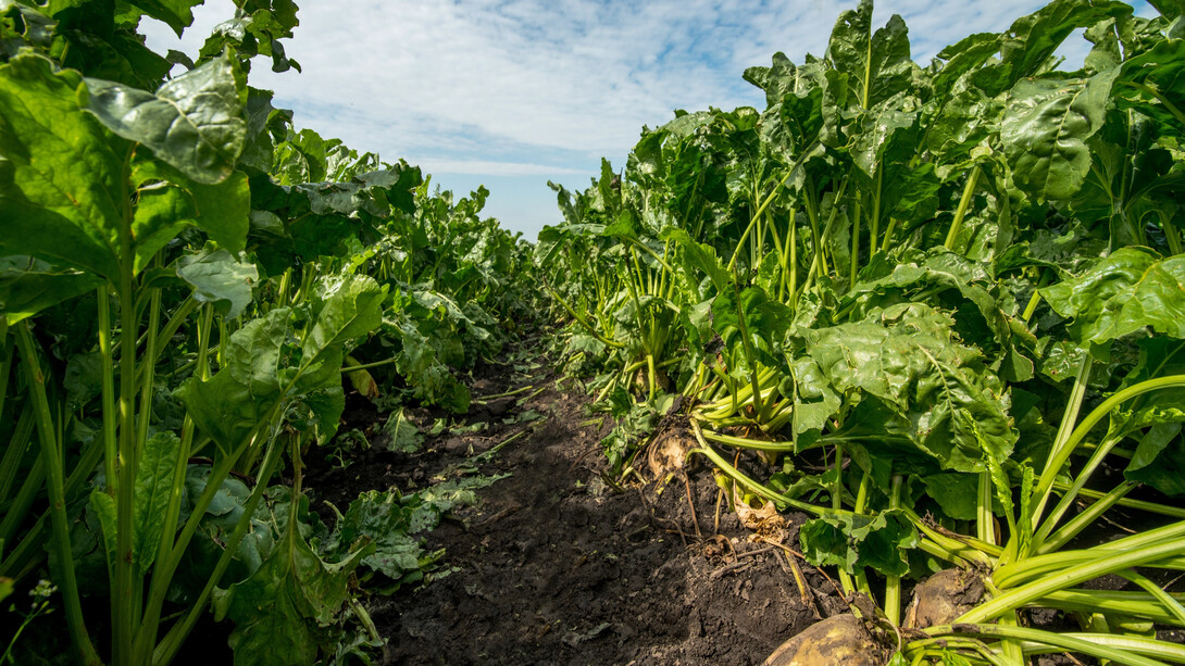 Lawrence's Research Proves Crucial in Safeguarding Nebraska Sugar Beet Sector