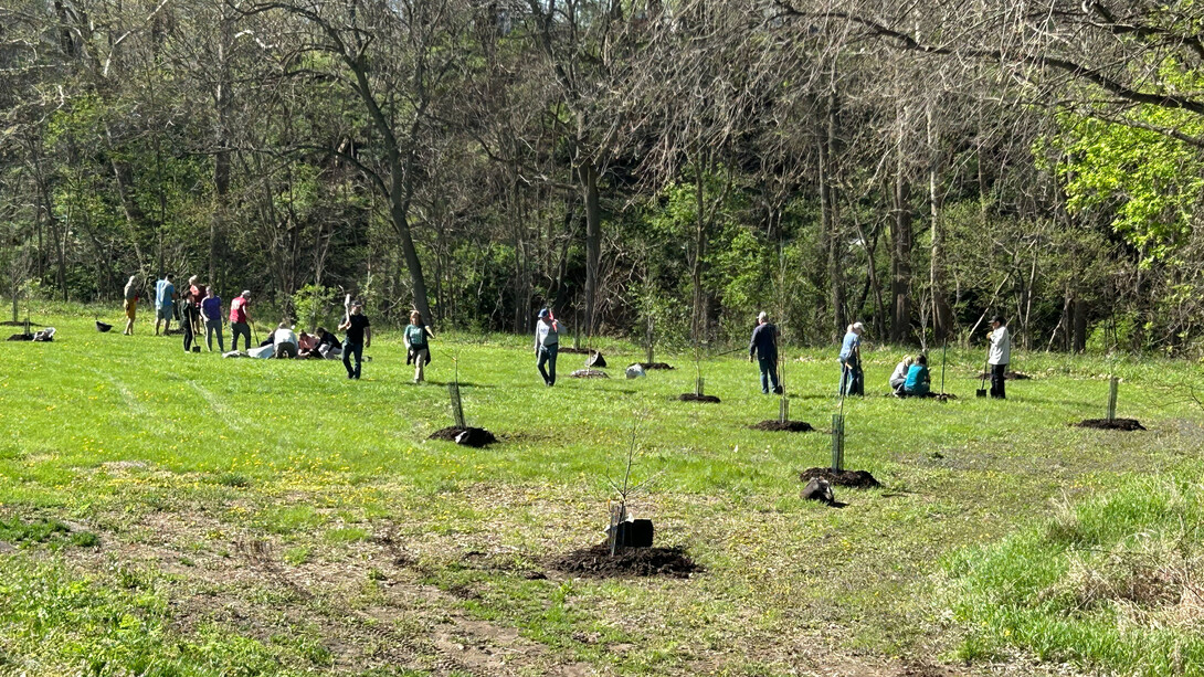 Volunteers plant trees in a field.