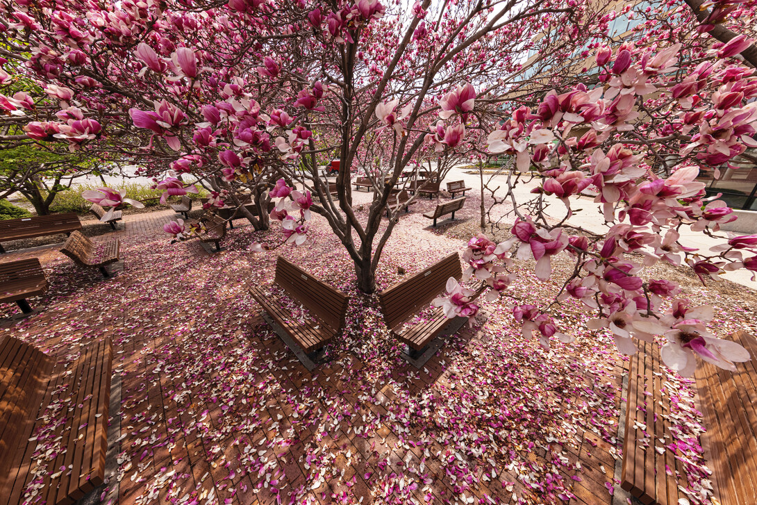 Saucer Magnolia trees bloom outside of the Lied Center.