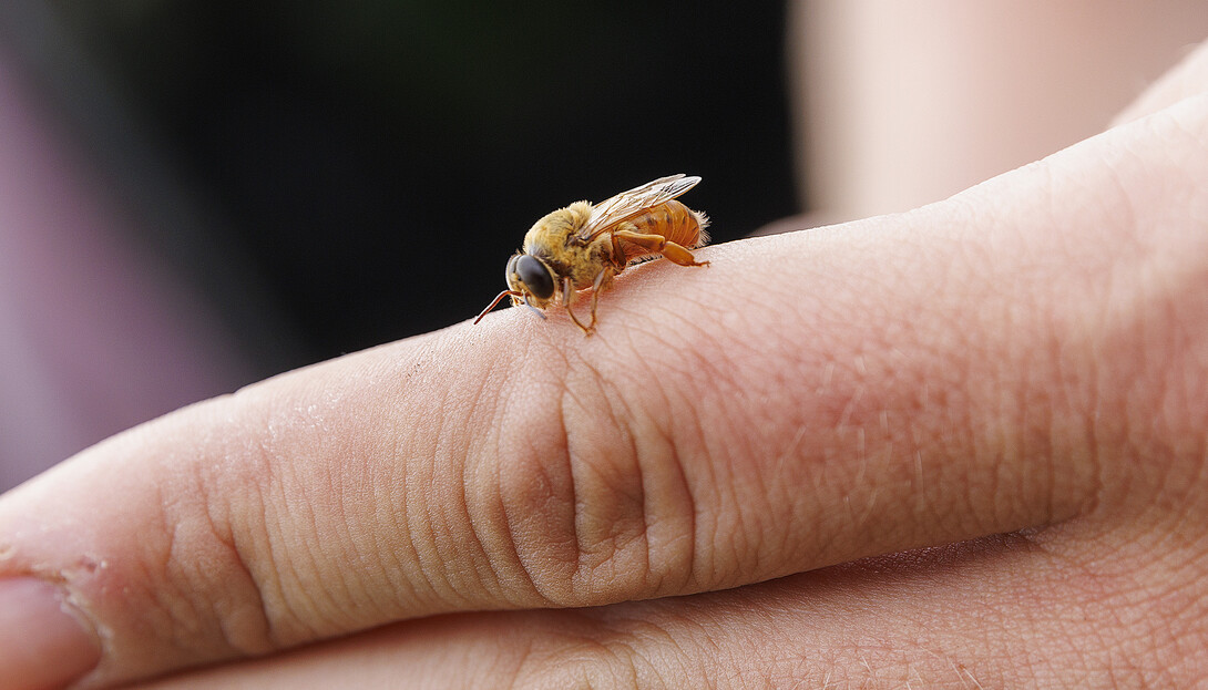 A drone bee rests on the finger.