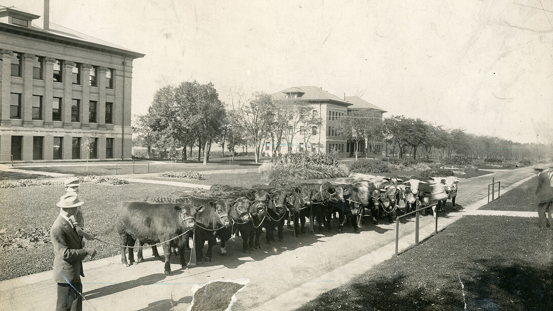 In this undated photo, cattle stand on the East Campus Mall. Agriculture Hall is shown at left. The cattle are pointed east, toward Ag Communications Hall (the old Experiment Station building).