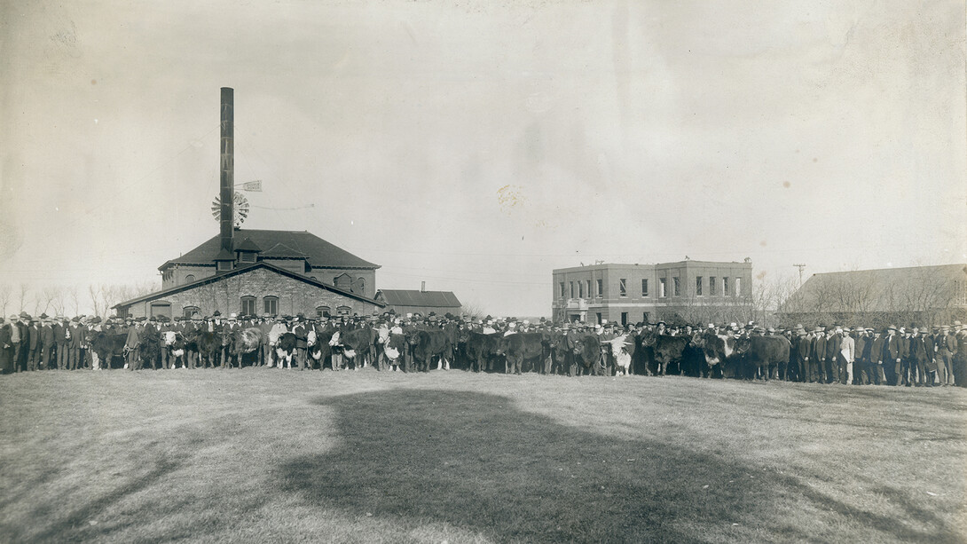 Participants stand lined up for a livestock judging contest held around 1908 on the "College Farm," known today as East Campus. The building under construction (right) was first used by Animal Husbandry as a judging pavilion. The building was later named Miller Hall. The two-story building in the background (with smokestack and windmill) was the Ag Engineering building from 1918-1953. The north end of Ag Engineering was used as a meat lab. Slaughtering, meat cutting, sausage making, lard renderi
