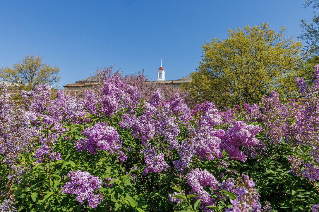 Lilacs frame the Love Library cupola in spring 2023.