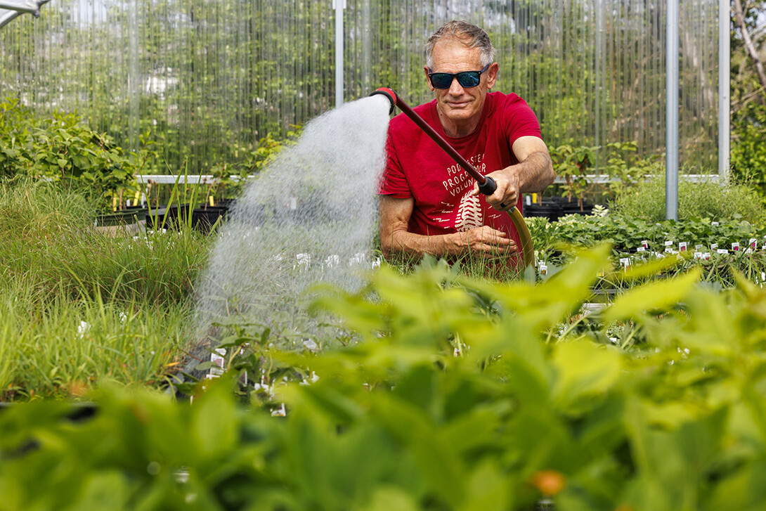 Bob Henrickson, horticulture program coordinator, waters the plants growing in the Nebraska Statewide Arboretum's new greenhouse on East Campus.