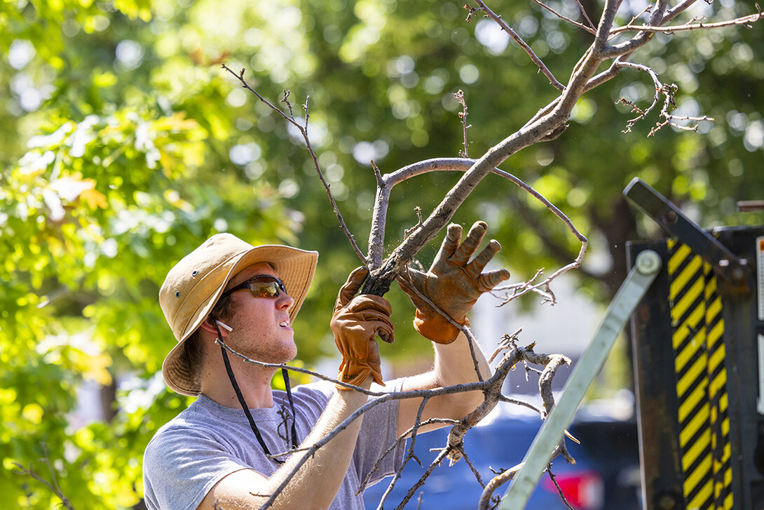 Jake Kortum piles up pruned tree branches in front of Canfield Administration Building.